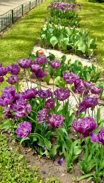  - ZZ Gradina Botanica Bucuresti