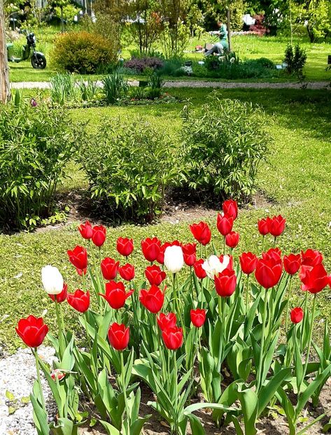  - ZZ Gradina Botanica Bucuresti