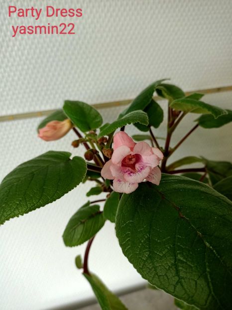 5.mai.2022 - 10-Sinningia