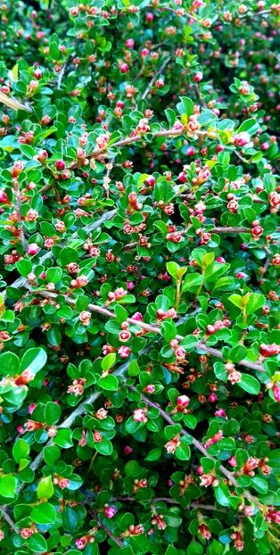  - ZZ Gradina Botanica Bucuresti