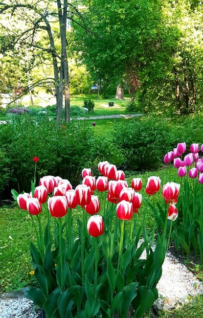  - ZZ Gradina Botanica Bucuresti