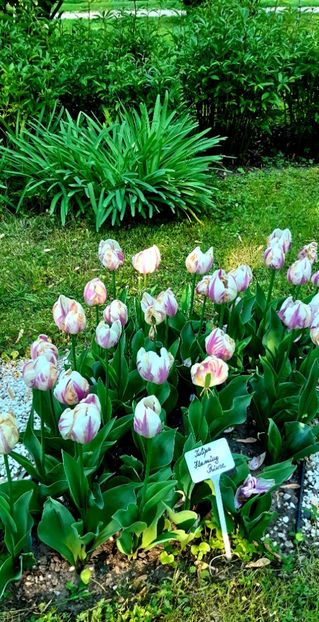  - ZZ Gradina Botanica Bucuresti