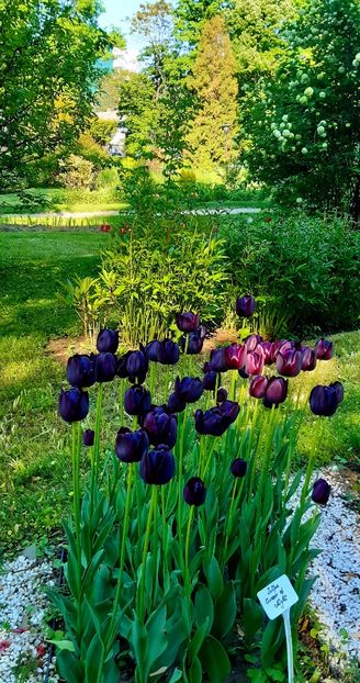  - ZZ Gradina Botanica Bucuresti