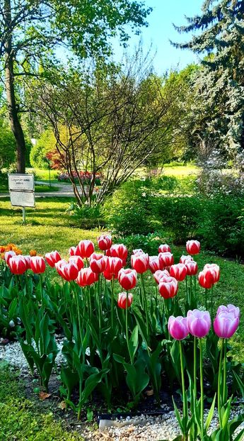  - ZZ Gradina Botanica Bucuresti