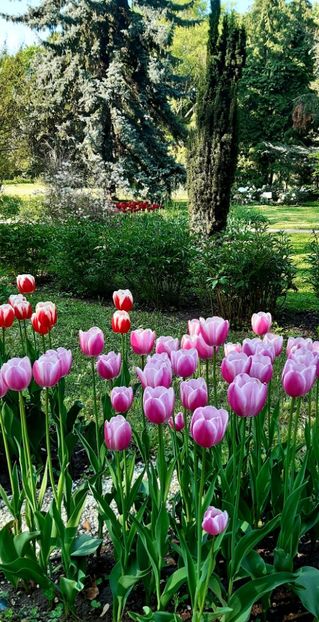  - ZZ Gradina Botanica Bucuresti