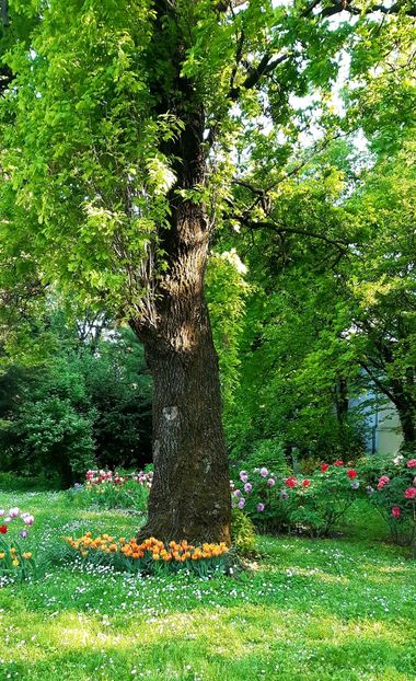  - ZZ Gradina Botanica Bucuresti