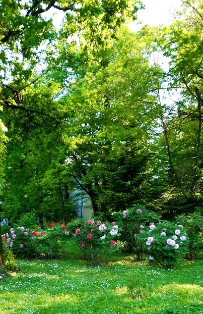  - ZZ Gradina Botanica Bucuresti