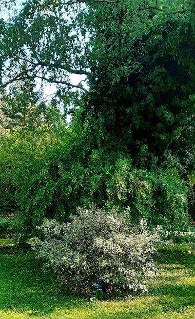  - ZZ Gradina Botanica Bucuresti