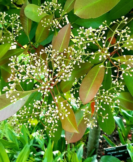  - ZZ Gradina Botanica Bucuresti