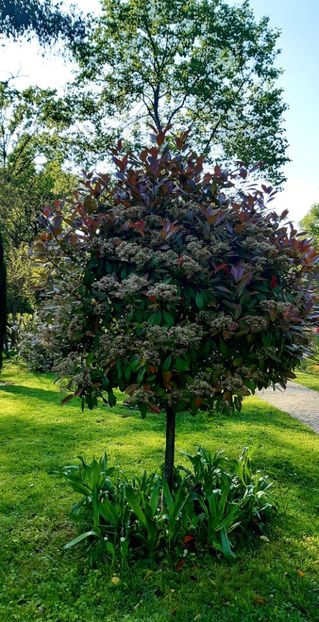  - ZZ Gradina Botanica Bucuresti