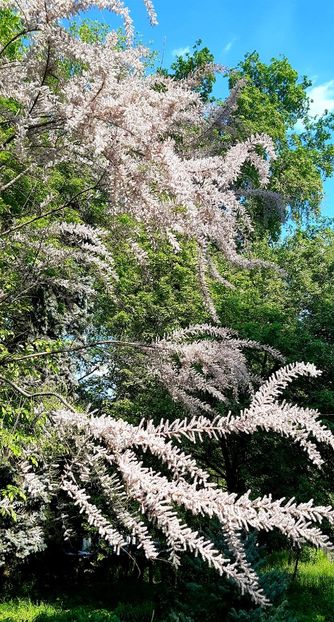  - ZZ Gradina Botanica Bucuresti