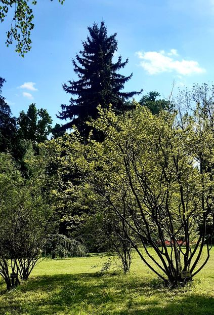  - ZZ Gradina Botanica Bucuresti