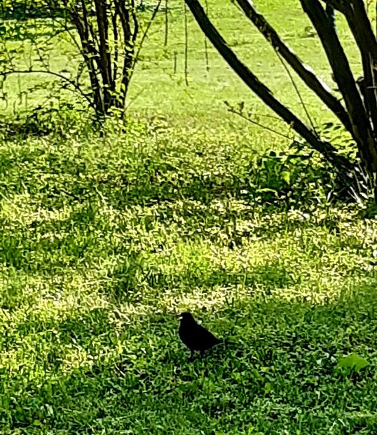  - ZZ Gradina Botanica Bucuresti