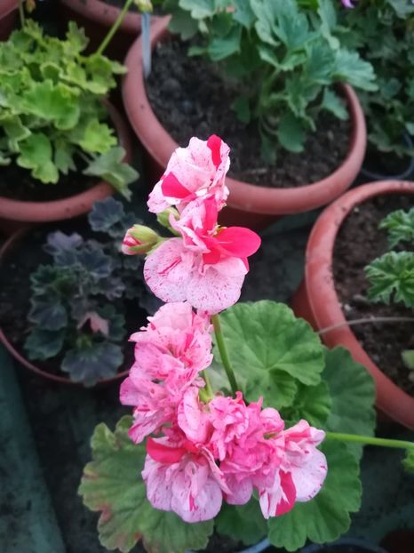 Great Briccet - A-Muscate 2022