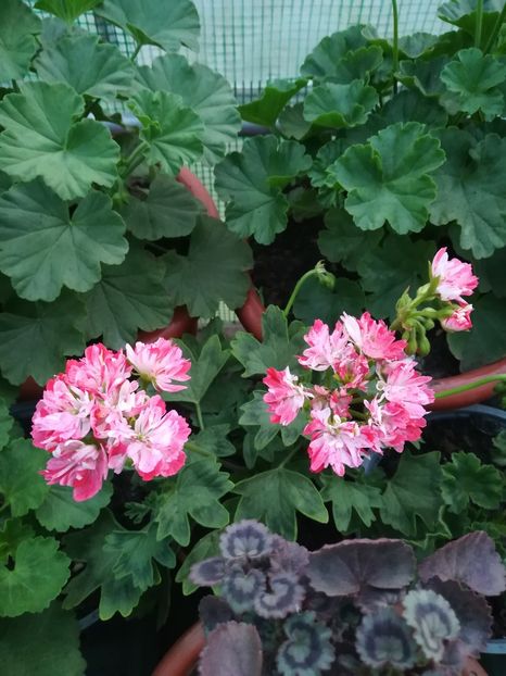 Don Chiverton - A-Muscate 2022