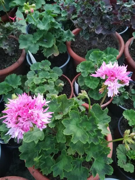 Joann Hodgson - A-Muscate 2022