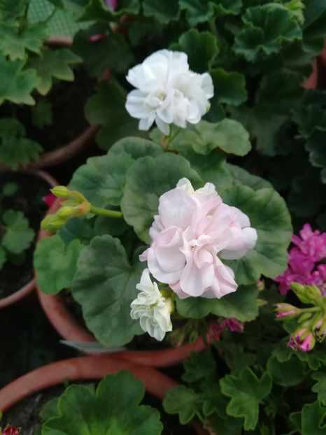 Arctic Princess - A-Muscate 2022