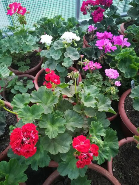 Summer Tina Rose - A-Muscate 2022