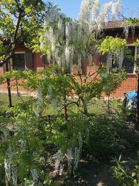 05.05 - arbori ornamentali 2022