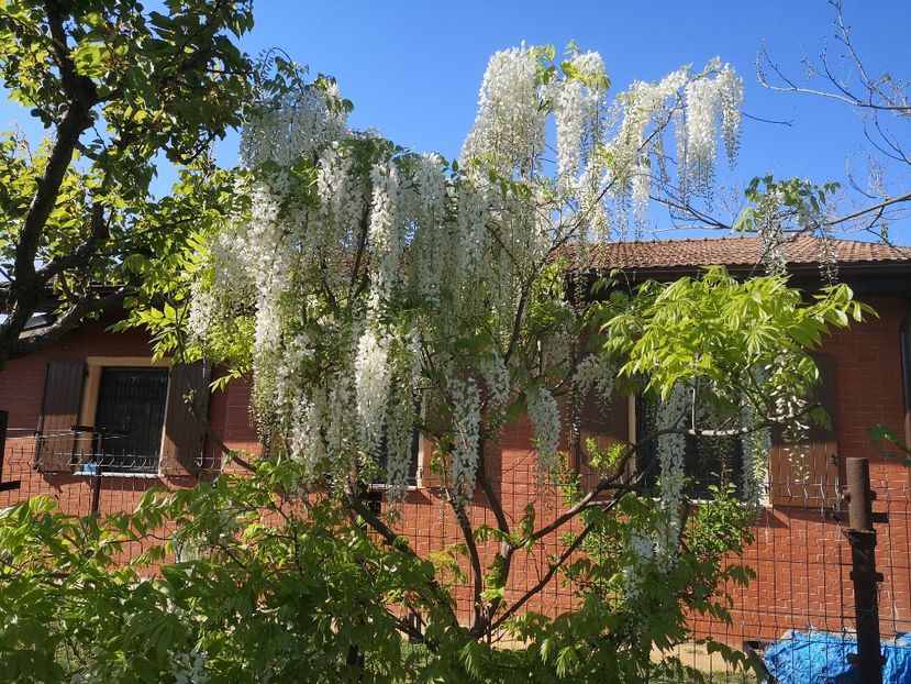 wisteria floribuna alba Shiro-noda - arbori ornamentali 2022