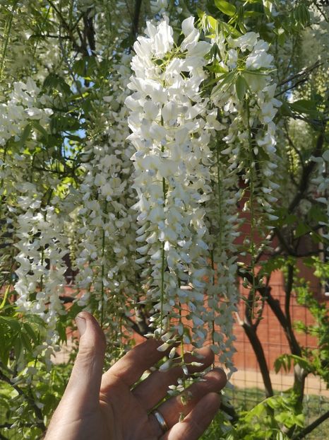  - arbori ornamentali 2022