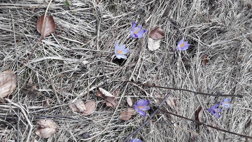 IMG-20220409-WA0009 - Heavenly