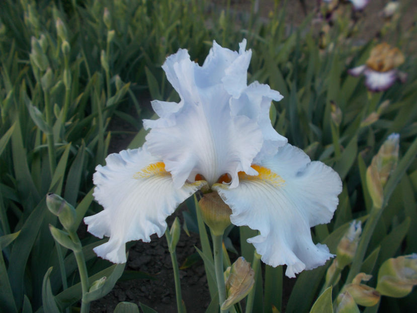 T-z-r10,7-silver walz-12 - IRISI INALTI SI MEDII DISPONIBILI IN-2023 capitol 1