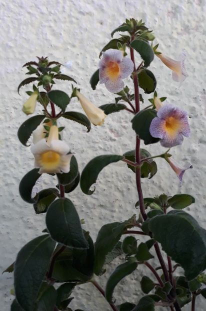 ...cu MM s Mihail... - 0001 2022 - MM s Andul