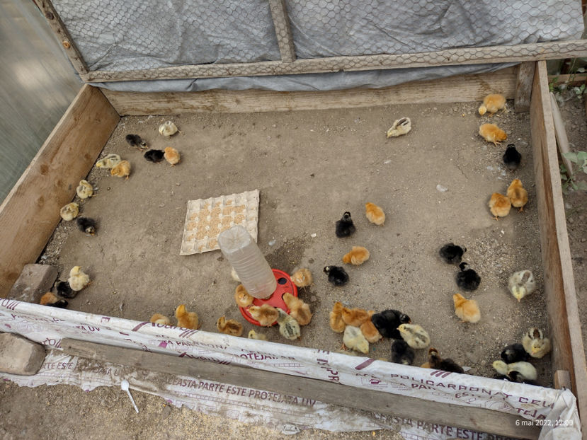 60 colorați mixt - 2022