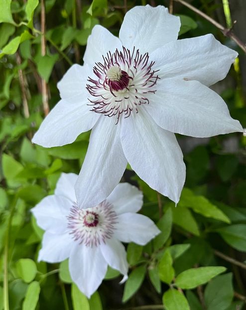 BECD4D98-7AC3-48CB-96F1-87B57C204EAF - Clematite 2020-2023