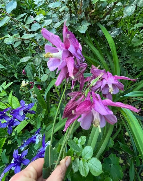 8A202962-08AD-45D3-AD44-45EC26323A47 - Caldaruse 2020-2023