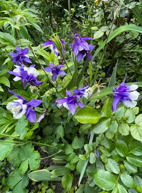 5DE761BA-EAF0-434D-8597-1222538FE8E2 - Caldaruse 2020-2023