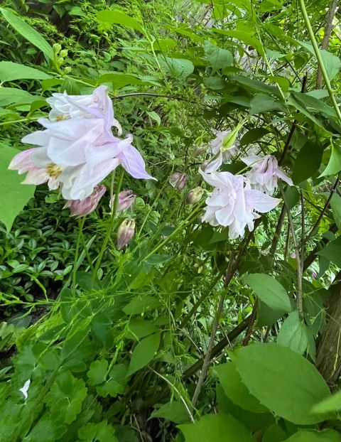 2D25ECCE-4356-49D7-AADF-C7B35F4DACDE - Caldaruse 2020-2023