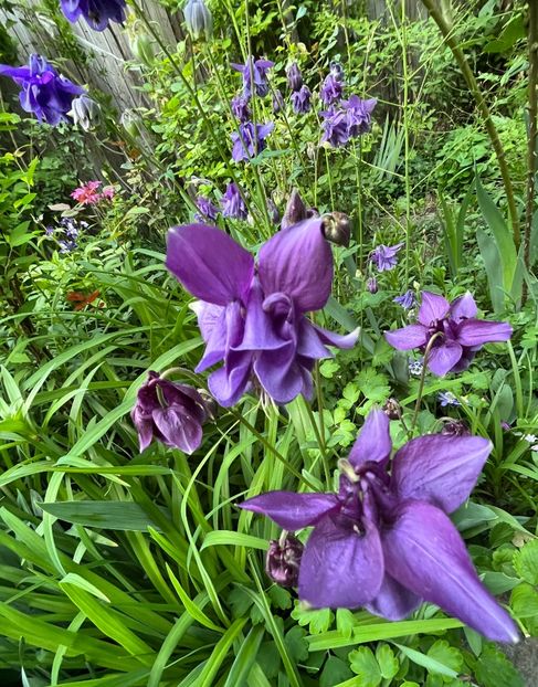 D54A6728-266C-4DBC-9027-F25E58BEDE0C - Caldaruse 2020-2023