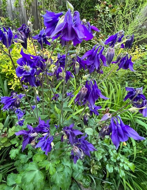 F6F60498-8030-4085-B794-B3439E100F71 - Caldaruse 2020-2023