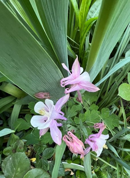 D5383C1C-6BA7-4F3C-8DE5-ED36E8325A1E - Caldaruse 2020-2023