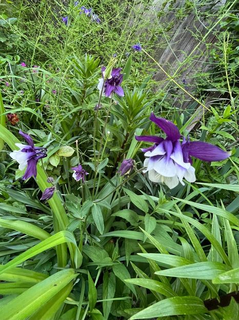 AD28233B-8E82-4CED-B2D3-6A29911F7913 - Caldaruse 2020-2023