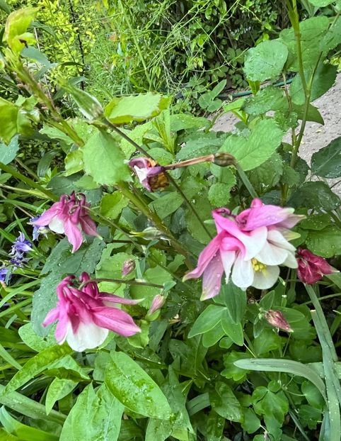 35569C0D-2874-4C33-BF3C-64611DC27203 - Caldaruse 2020-2023