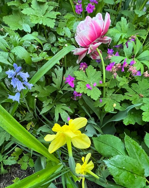 E25B7F39-4FE0-435A-8B83-246CC066219F - Lalele 22 23