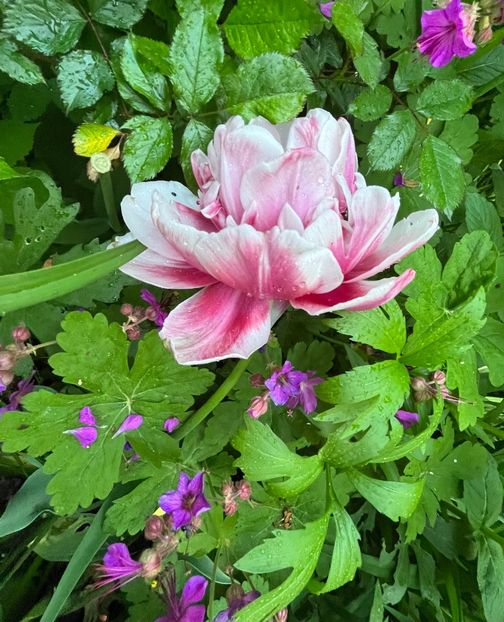 7F21889C-5A47-4DCE-86DA-215A43103156 - Lalele 22 23