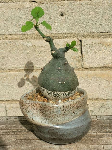 Adenia spinosa - Vase - aranjamente - accesorii