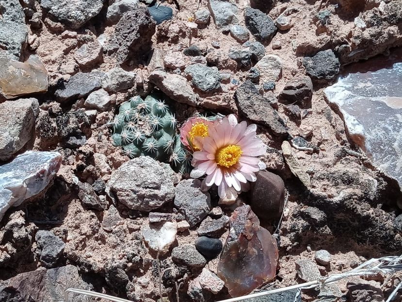 Pediocactus despainii, in situ, Utah - Whish list pentru viata urmatoare2