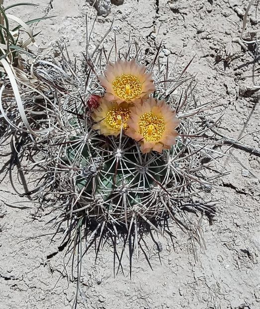 Pediocactus sileri, in situ, Utah - Whish list pentru viata urmatoare2