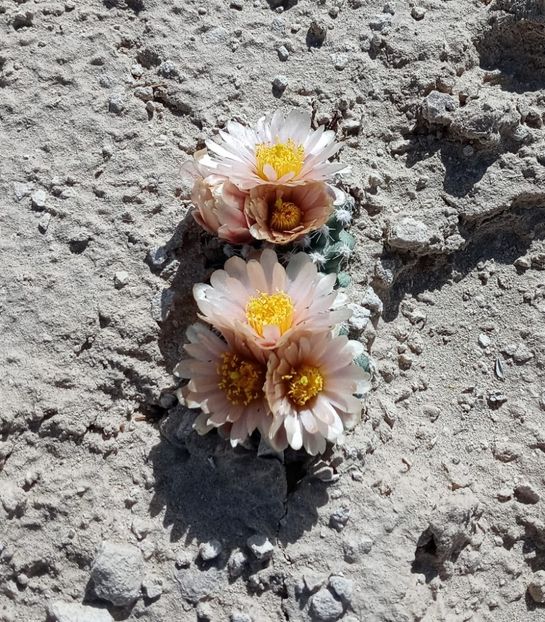 Pediocactus winkleri, in situ, Utah - Whish list pentru viata urmatoare2