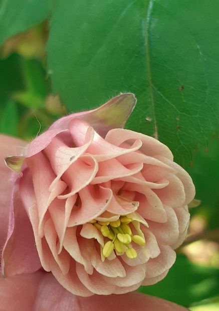 20220505_075615(0) - CĂLDĂRUȘE 2022