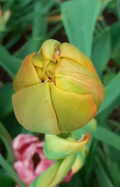  - MAI - luna lui FLORAR