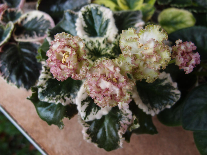 Ian Caprice - a a Ghiceste varietatea 2022 recapitulare