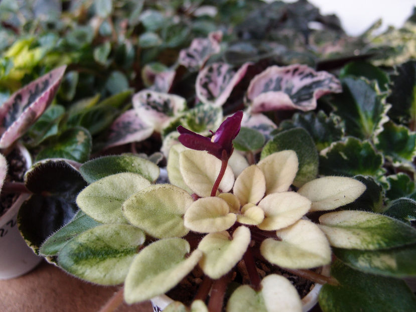 Jolly Jubilee - a a Ghiceste varietatea 2022 recapitulare