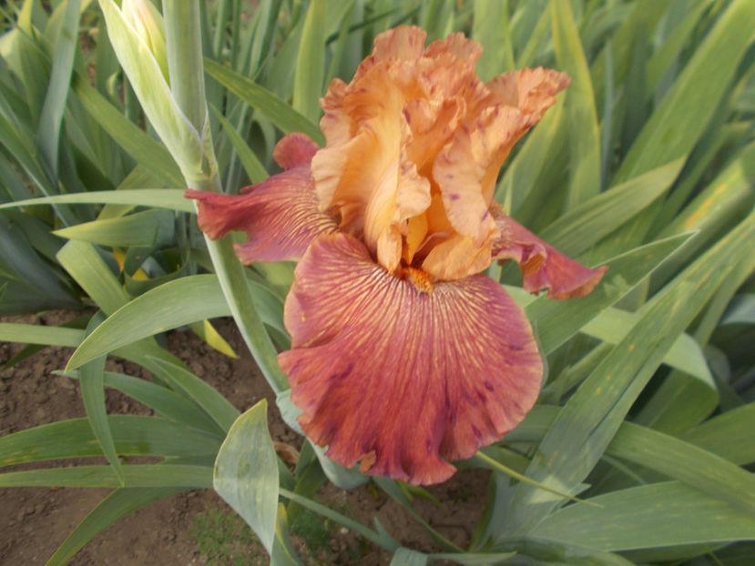 T-z-r6,3-wide brown-20 - IRISI INALTI SI MEDII DISPONIBILI IN-2023 capitol 1