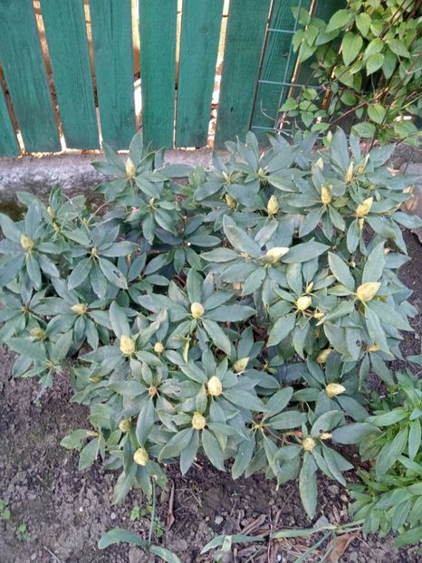  - 02 Azalee-rhododendroni-heleborusi-hortensii-hoste 2022